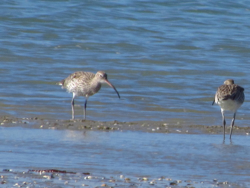 Eurasian Curlew
