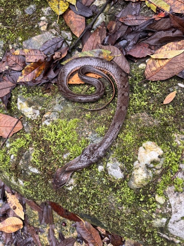Stejneger's Bamboo Snake