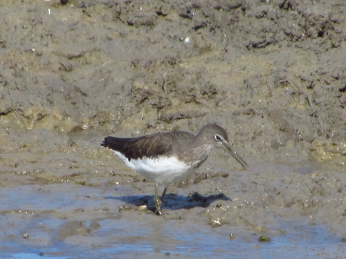 Green Sandpiper