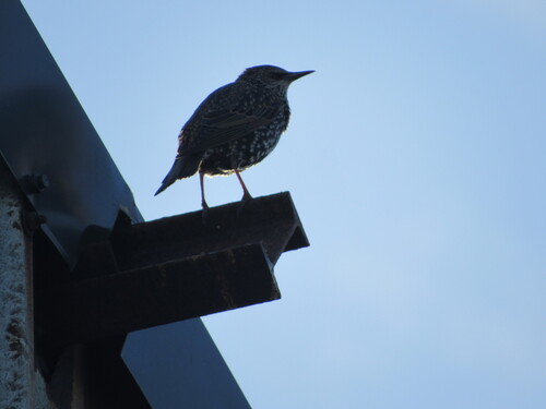 European Starling