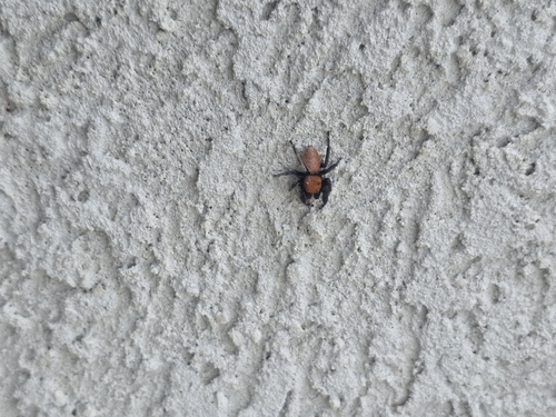 Apache Jumping Spider