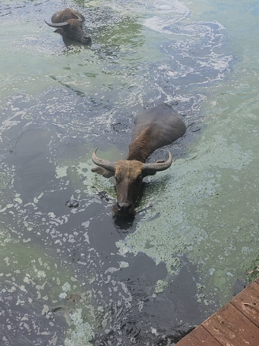 Domestic Water Buffalo