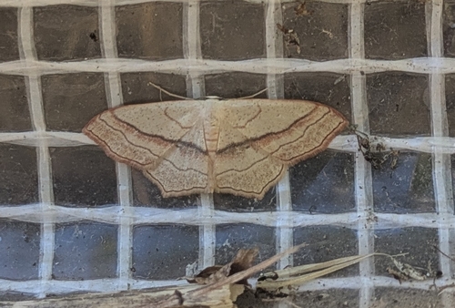 Small Blood-vein