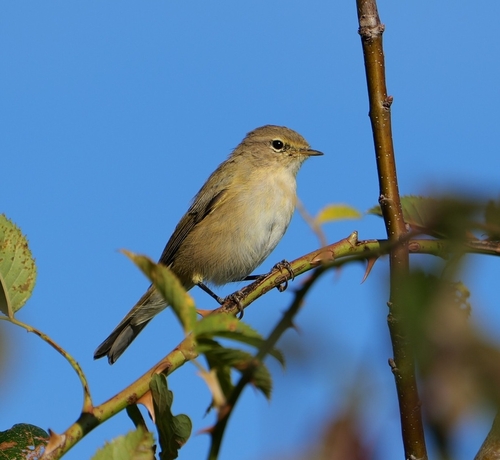Common Chiffchaff