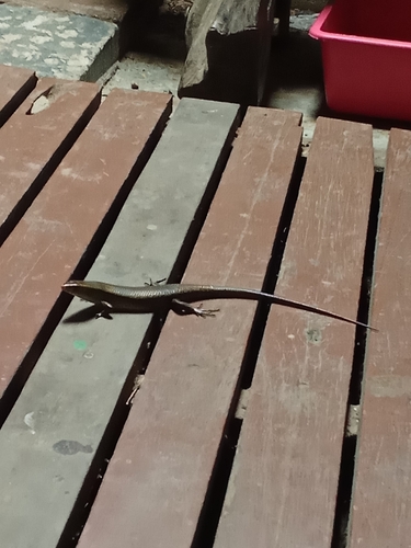 Common Sun Skink