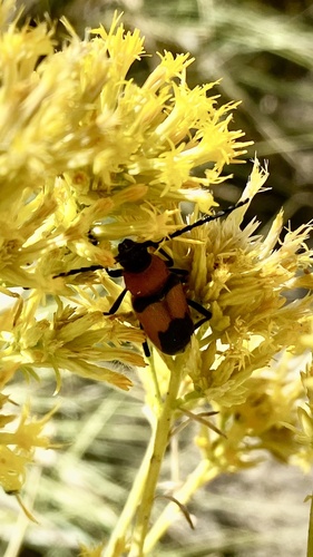Red and Black Long-horned Beetle