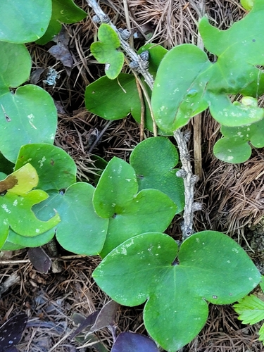 Liverleaf