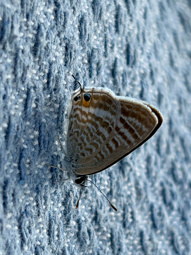 Pea Blue