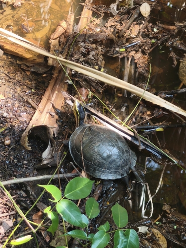 Sunda Box Turtle