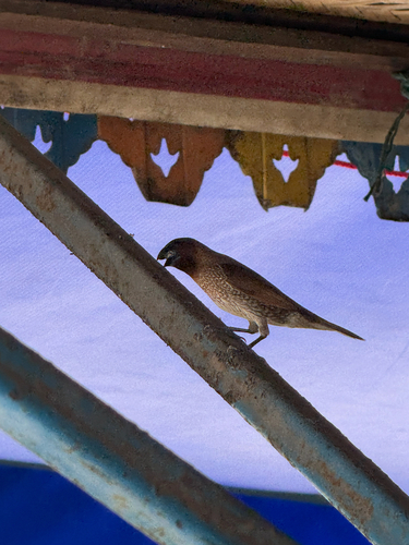 Scaly-breasted Munia