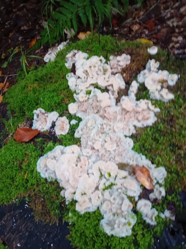 Trembling Crust