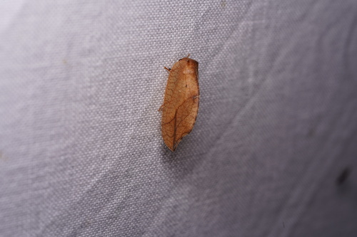 hook-winged lacewing