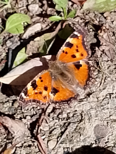 Scarce Tortoiseshell