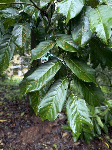 Rambutan