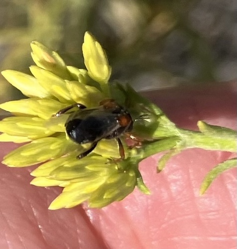 Ripiphorus