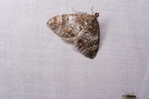 Marbled Carpet Moth
