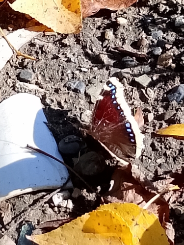 Mourning Cloak