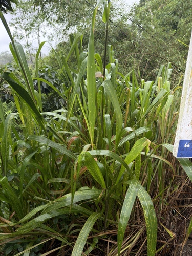 Guinea Grass