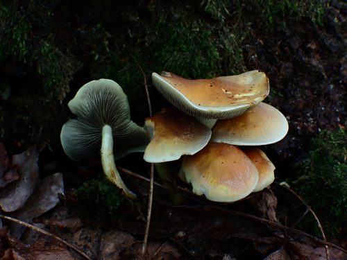 Sulphur Tuft
