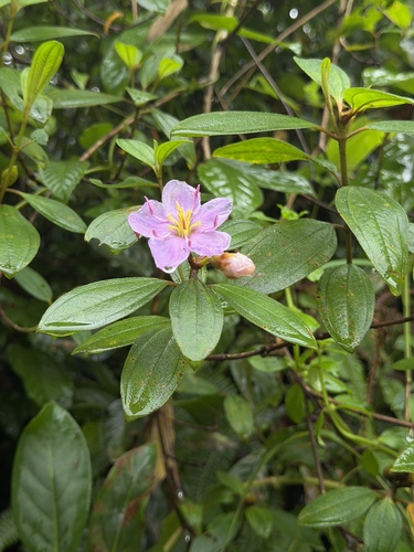Eight Stamen Osbeckia