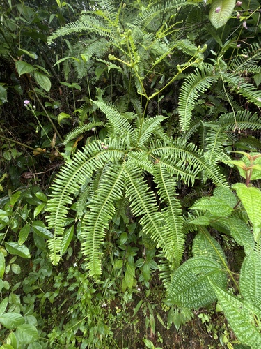 false staghorn fern