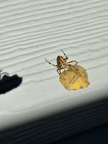 Cross Orbweaver