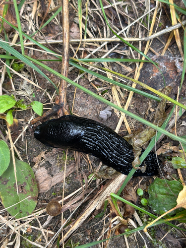 Black Slug