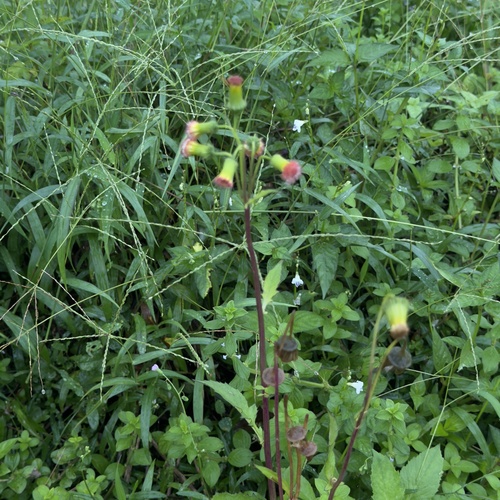 redflower ragleaf