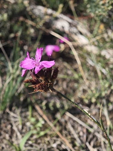 Carthusian Pink