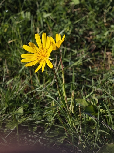 Eastern Goat's-beard