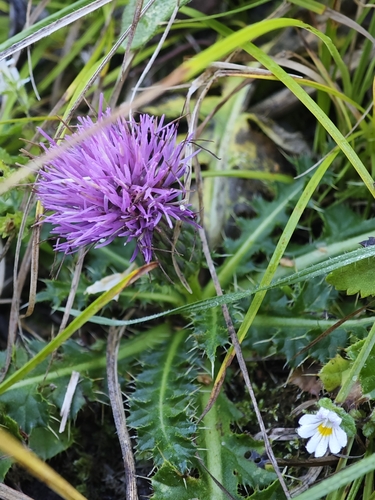 Stemless Thistle