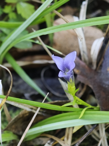 Fringe-flowered Gentian