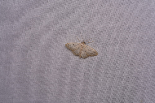 Small Fan-footed Wave
