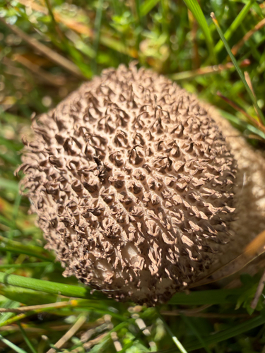 Dusky Puffball
