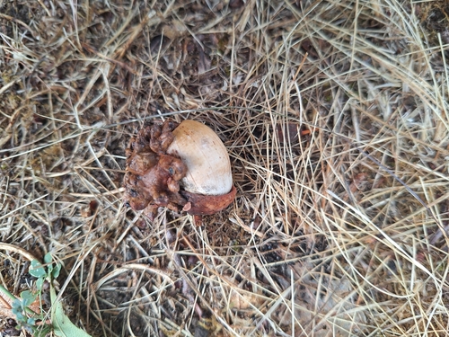 Knopper Gall Wasp