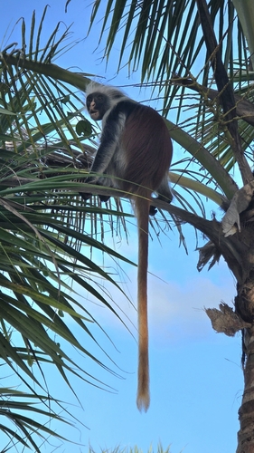 Zanzibar Red Colobus Monkey