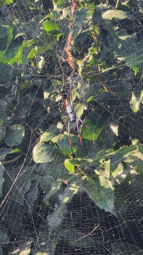 Redleg Orbweaver