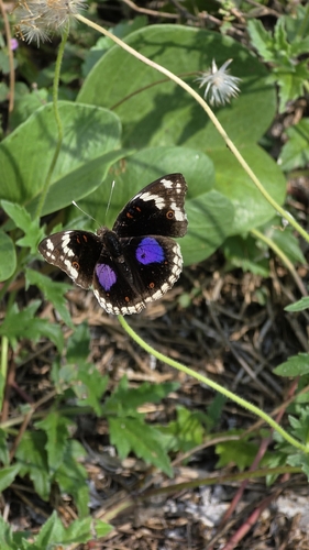 Blue-spot Pansy