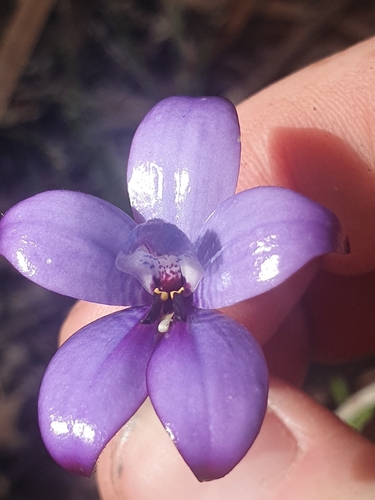 purple enamel orchid