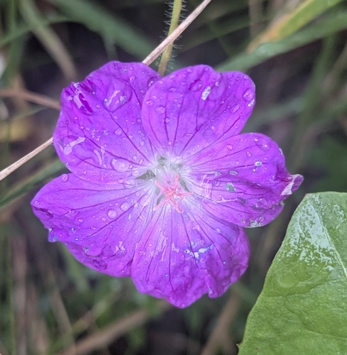 Bloody Crane's-bill