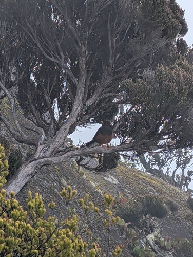 Sundaic island-thrush