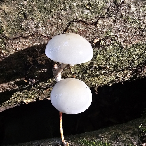 porcelain mushroom