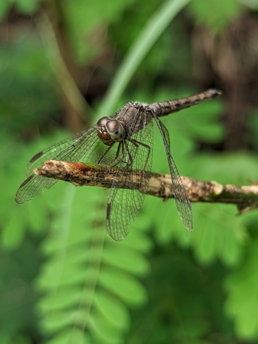 Common Parasol