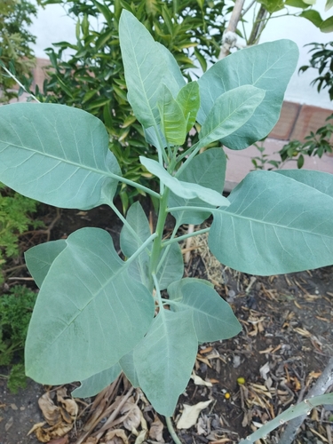 tree tobacco