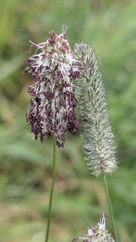 Timothy grass