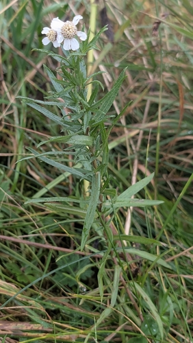 Sneezewort