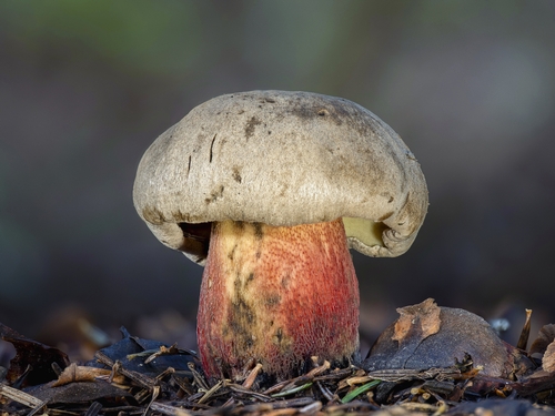 Bitter Beech Bolete