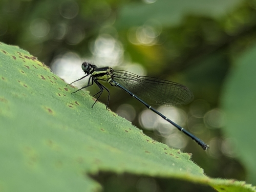 Marsh Dancer