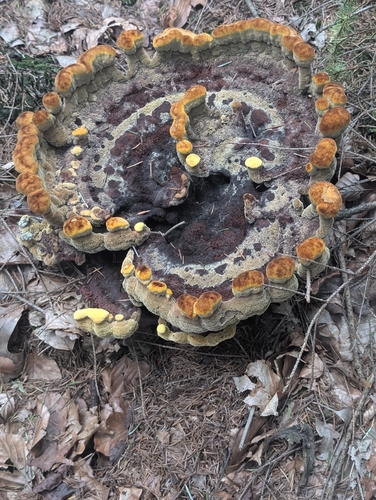 European Dyer's Polypore