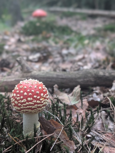 Fly Agaric